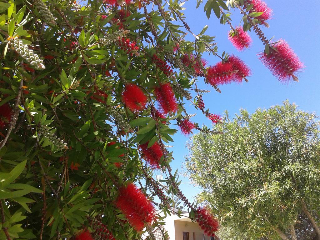 Aggelos Kefalonia Lassi Ласи Екстериор снимка